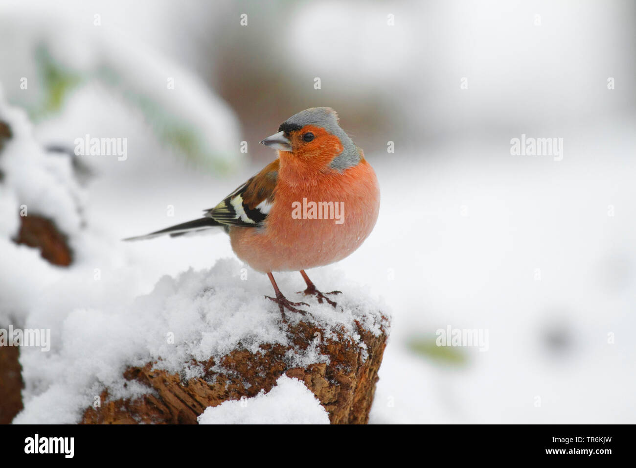 (Fringuello Fringilla coelebs), maschio su s ceppo di albero in inverno, Germania Foto Stock