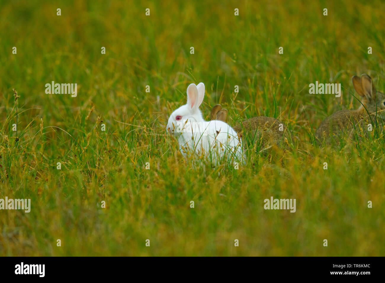 Coniglio europeo (oryctolagus cuniculus), coniglio bianco, Germania, Bassa Sassonia, Norderney Foto Stock