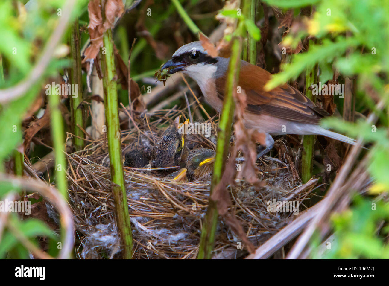 Red-backed shrike (Lanius collurio), maschio portando un grasshopper al nido, in Germania, in Baviera, Niederbayern, Bassa Baviera Foto Stock