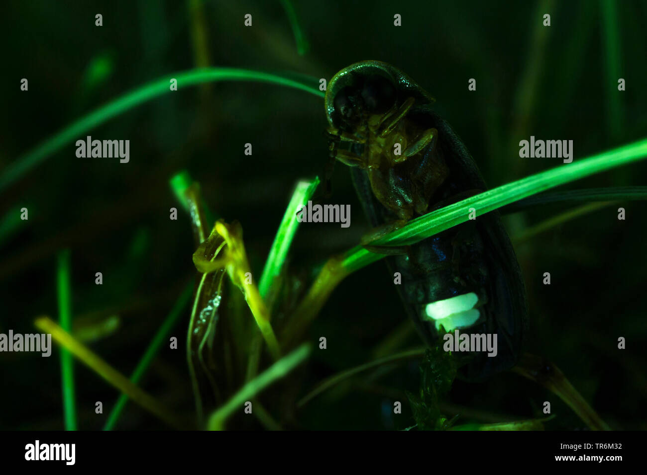 Piccolo coleottero fulmini (Lamprohiza splendidula, Phausis splendidula), seduti ad una lancia e illuminazione nella notte, in Germania, in Baviera, Niederbayern, Bassa Baviera Foto Stock
