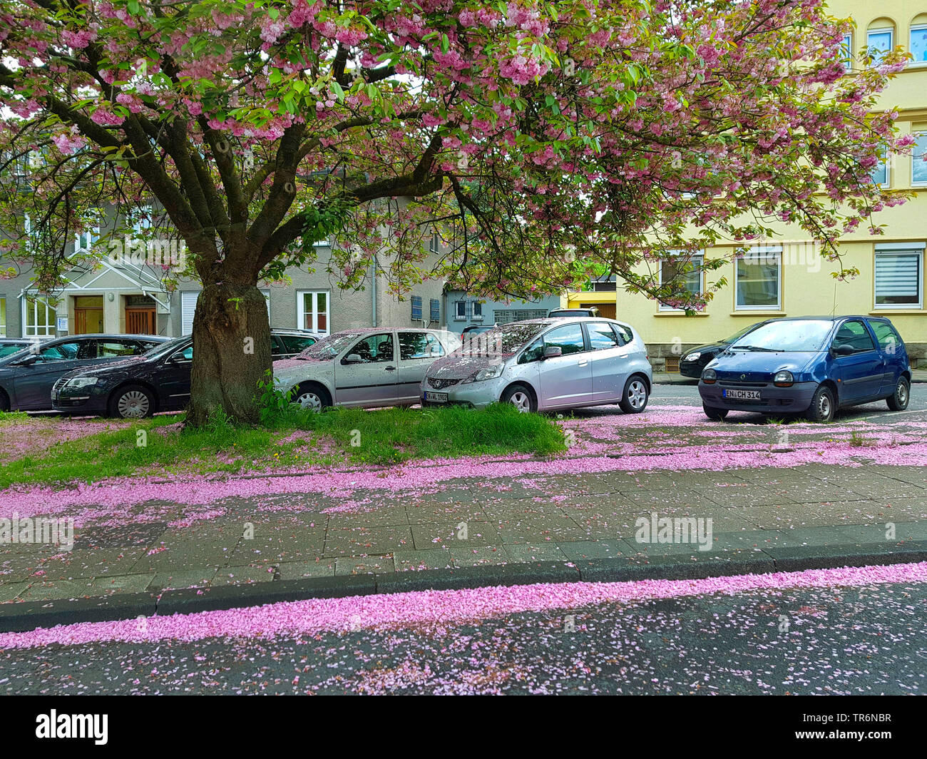Oriental ciliegio (Prunus serrulata), caduti petali di rosa che copre la strada e le vetture, in Germania, in Renania settentrionale-Vestfalia Foto Stock