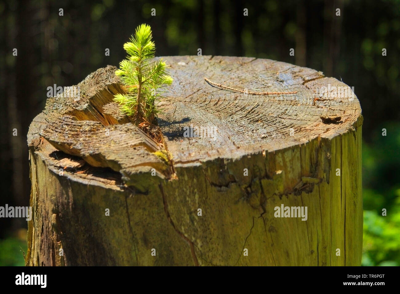 Abete (Picea abies), la piantina su un ceppo di albero, in Germania, in Renania settentrionale-Vestfalia Foto Stock