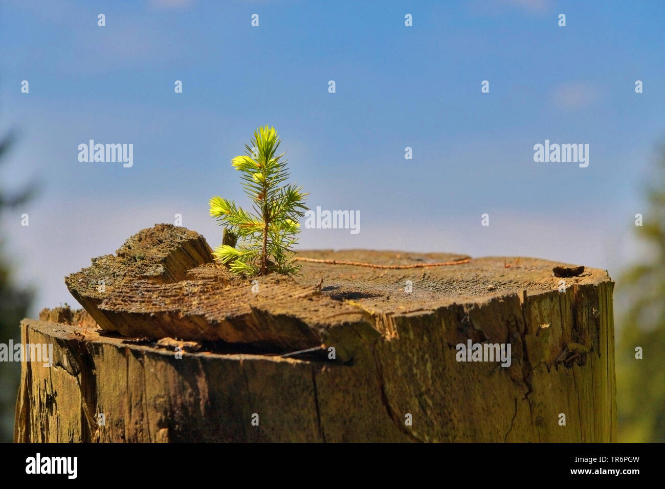 Abete (Picea abies), la piantina su un ceppo di albero, in Germania, in Renania settentrionale-Vestfalia Foto Stock