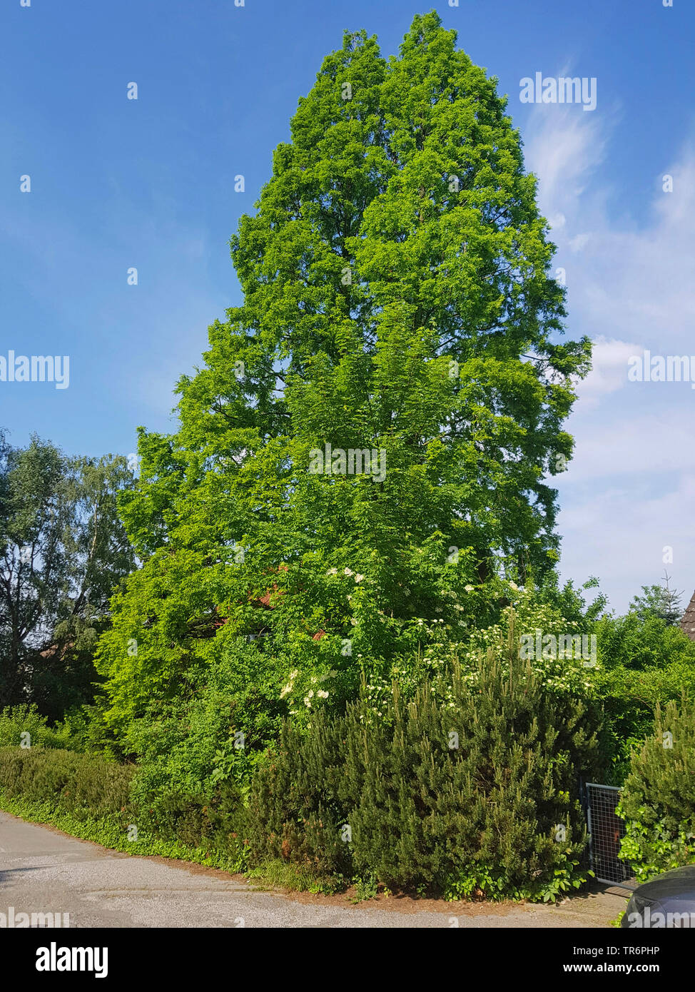 Dawn redwood (Metasequoia glyptostroboides), in un giardino frontale, Germania Foto Stock