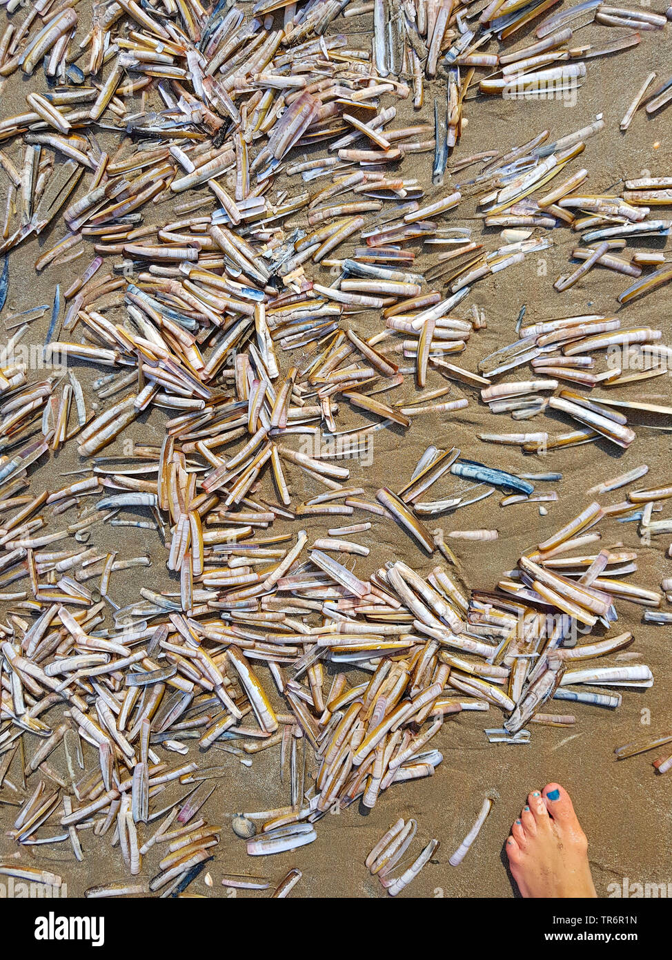 Razor Clam Clam ribaltarsi, rasoio spada (Ensis spec.), spada razor-conchiglie sulla spiaggia, Paesi Bassi Foto Stock