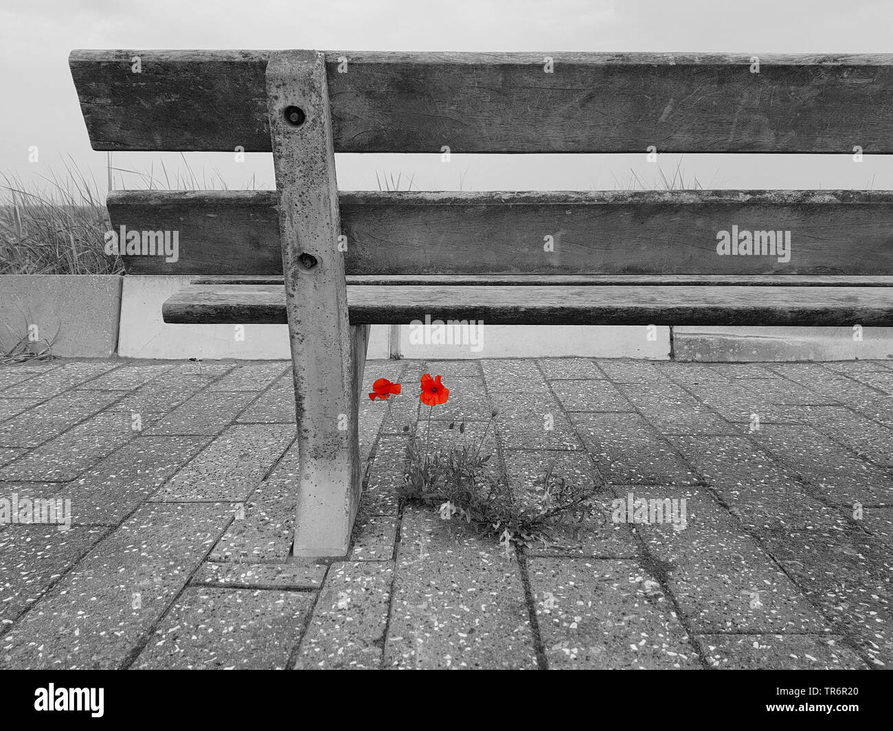 Comune di papavero, mais, papavero rosso papavero (Papaver rhoeas), fioritura su un marciapiede in corrispondenza di un banco nelle dune, Altered digitalmente, Paesi Bassi Foto Stock