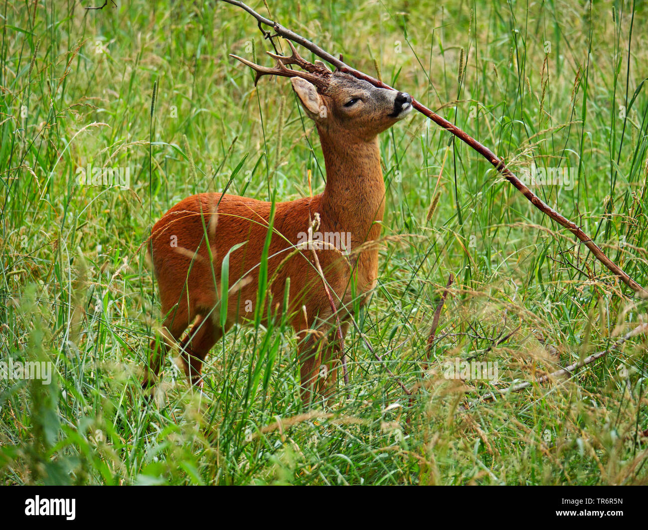 Il capriolo (Capreolus capreolus), il capriolo su erba alta, Germania, Sassonia Foto Stock