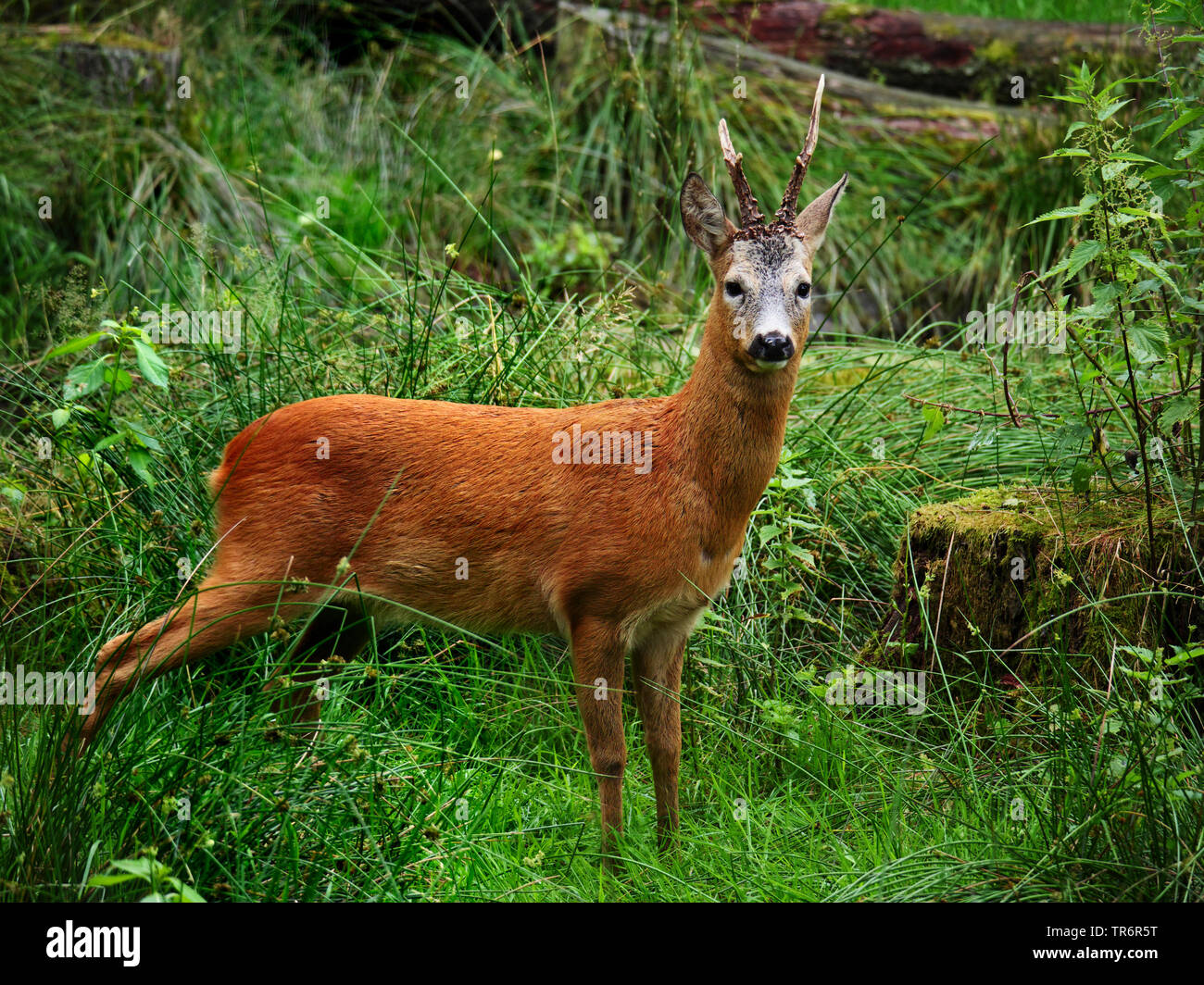 Il capriolo (Capreolus capreolus), il capriolo in piedi su erba alta di una radura, Germania, Sassonia Foto Stock