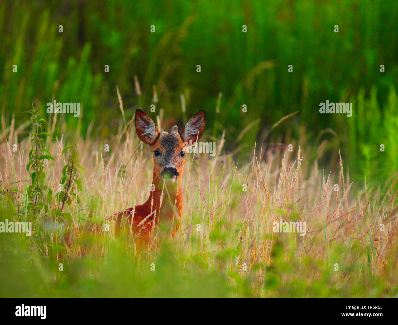 Il capriolo (Capreolus capreolus), il capriolo guardando fuori l'erba alta, Germania, Sassonia Foto Stock