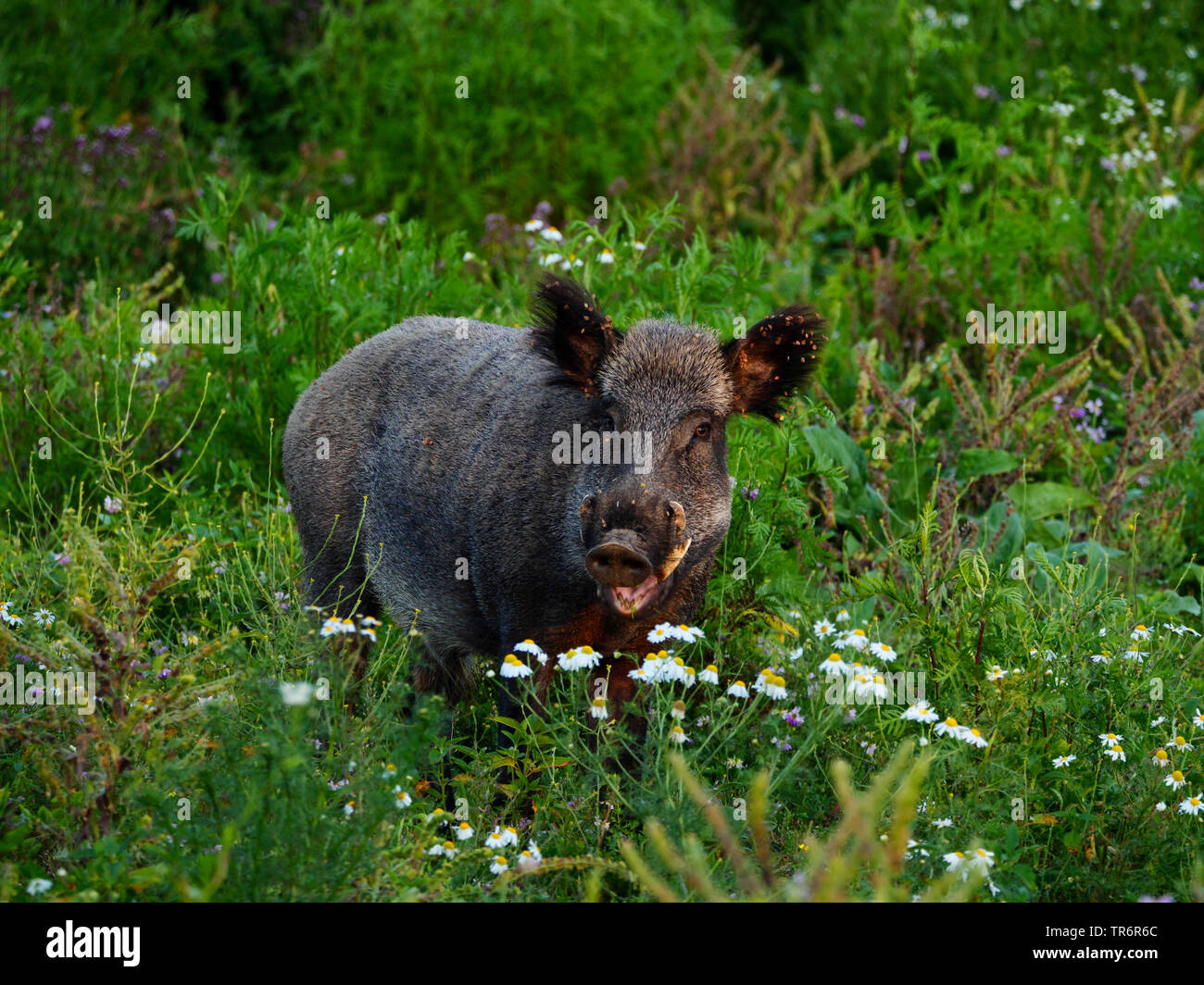 Il cinghiale, maiale, il cinghiale (Sus scrofa), royal tusker in piedi su un wildlife food plot, GERMANIA Baden-Wuerttemberg Foto Stock