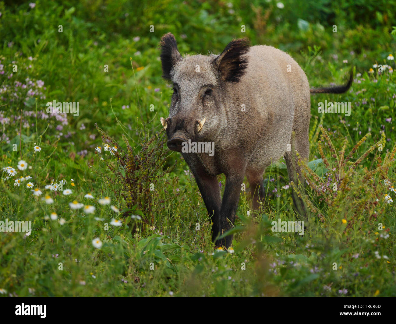 Il cinghiale, maiale, il cinghiale (Sus scrofa), royal tusker in piedi su un wildlife food plot, GERMANIA Baden-Wuerttemberg Foto Stock