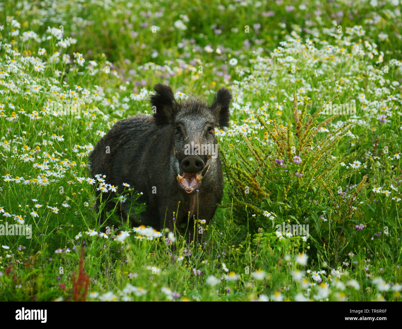 Il cinghiale, maiale, il cinghiale (Sus scrofa), royal tusker in piedi su un wildlife food plot, GERMANIA Baden-Wuerttemberg Foto Stock
