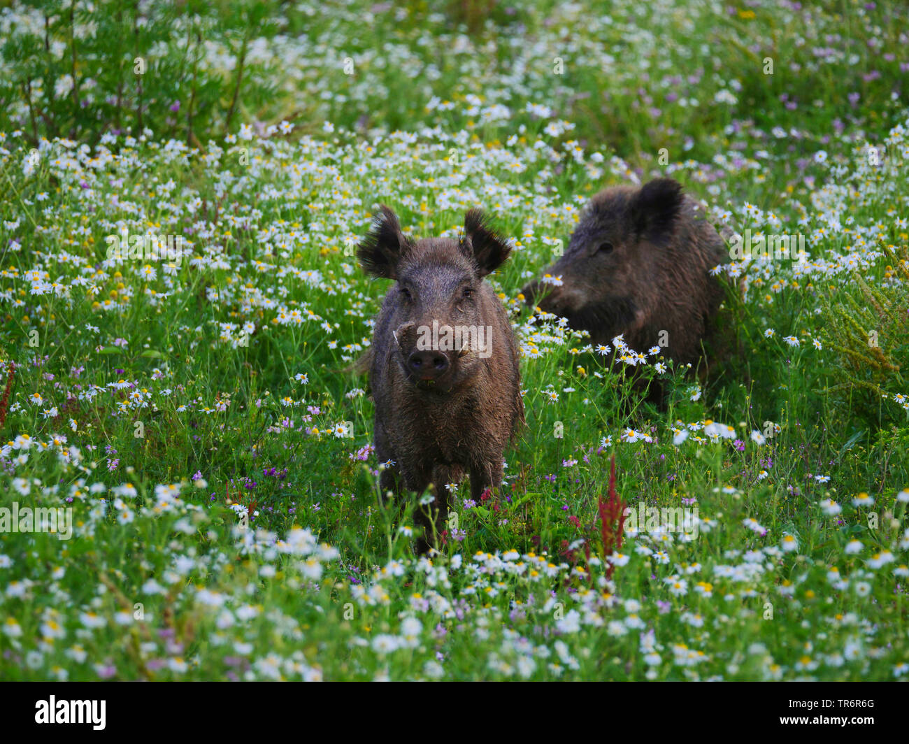 Il cinghiale, maiale, il cinghiale (Sus scrofa), royal tusker e wild seminare in piedi su un wildlife food plot, GERMANIA Baden-Wuerttemberg Foto Stock