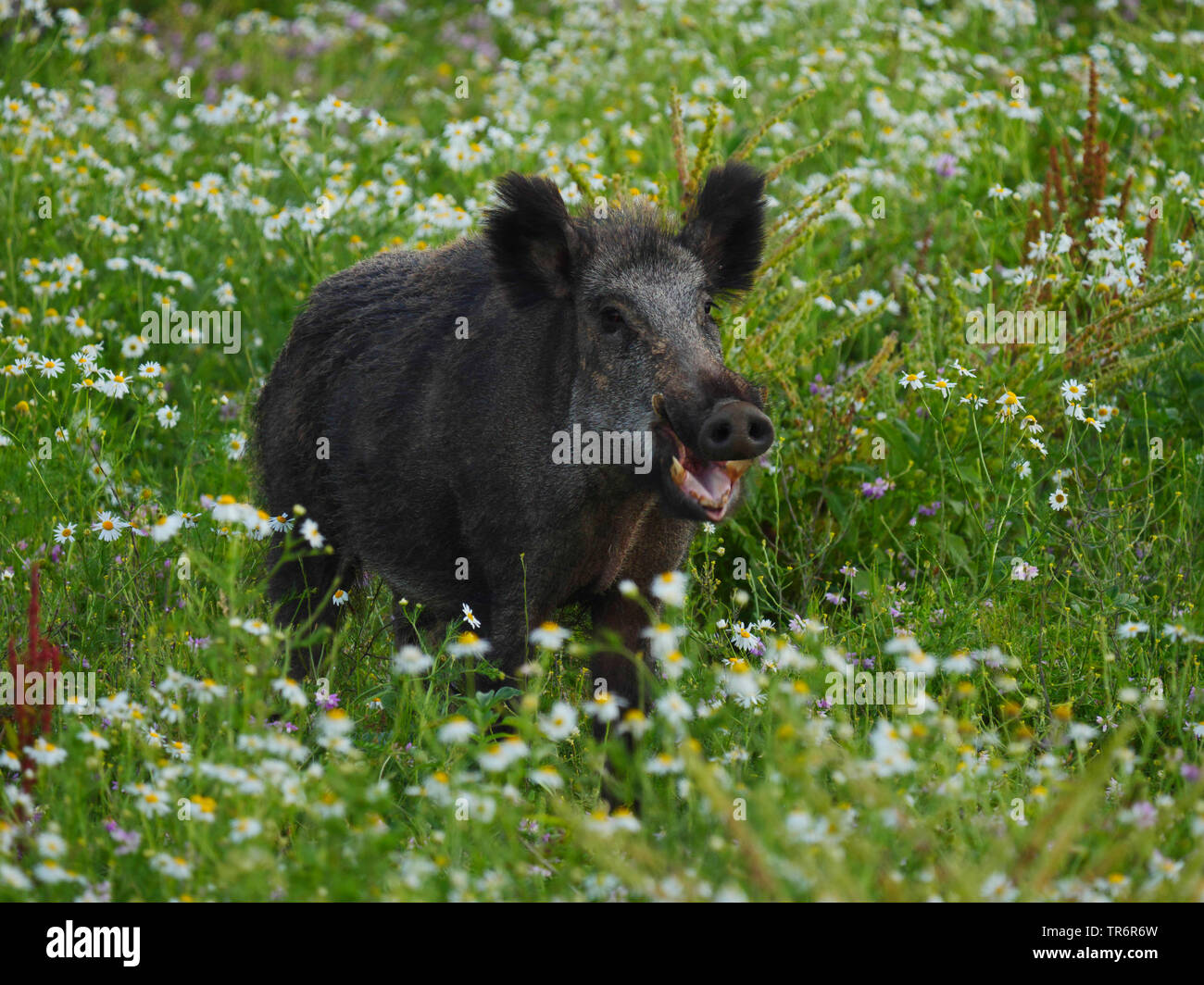Il cinghiale, maiale, il cinghiale (Sus scrofa), royal tusker in piedi su un wildlife food plot, GERMANIA Baden-Wuerttemberg Foto Stock