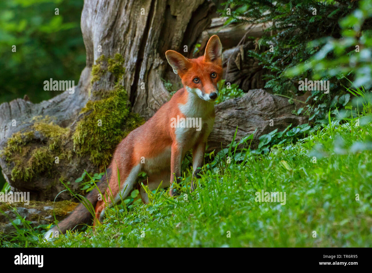 Red Fox (Vulpes vulpes vulpes), a caccia attraverso un bosco, Svizzera, Sankt Gallen Foto Stock