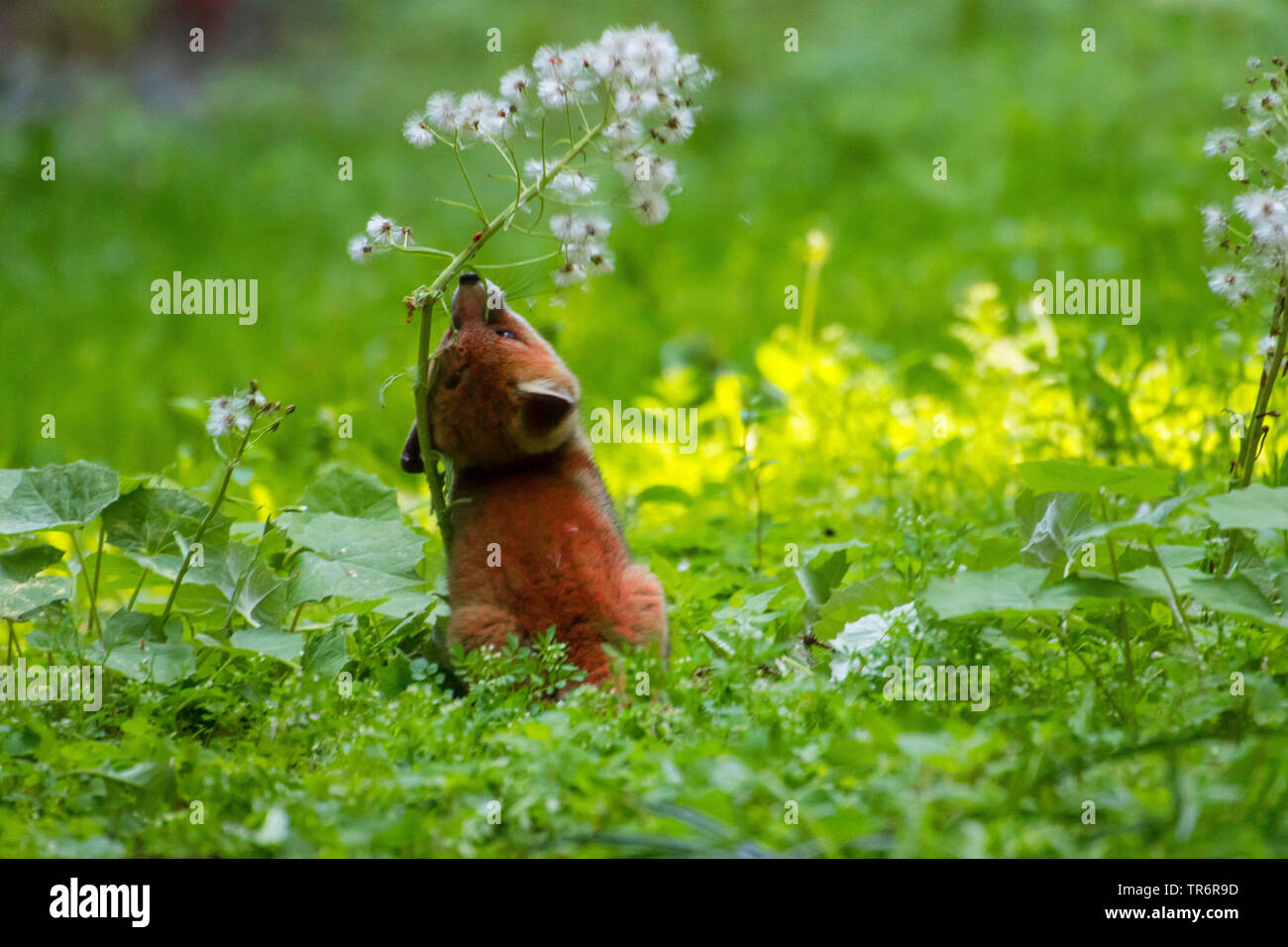 Red Fox (Vulpes vulpes vulpes), Fox cub giocando nella foresta con un fiore , svizzera, Sankt Gallen Foto Stock