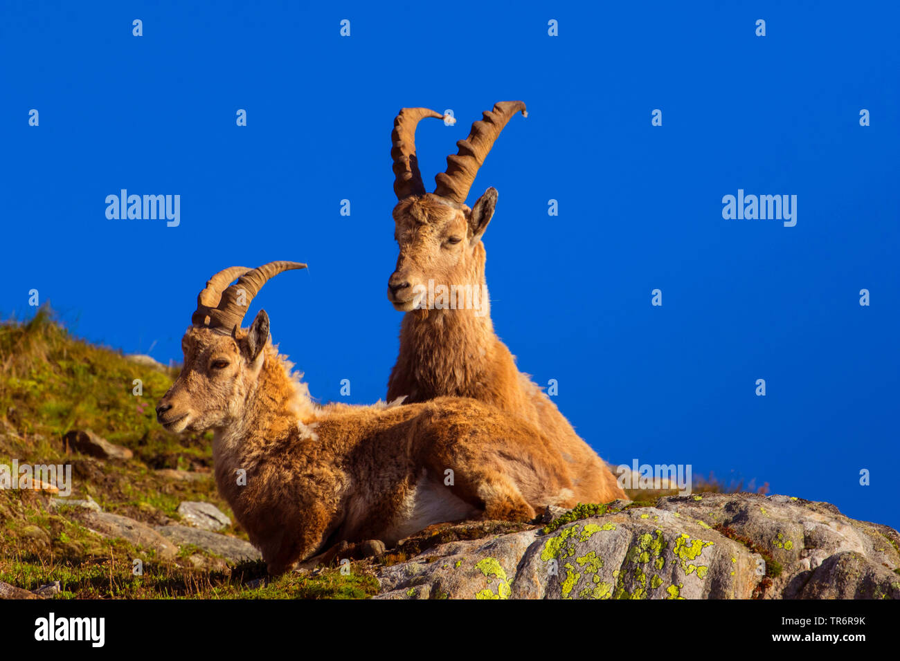 Stambecco delle Alpi (Capra ibex, Capra ibex ibex), coppia godendo il sole di mattina su una roccia contro il cielo blu , svizzera, Vallese, Nufenenpass Foto Stock