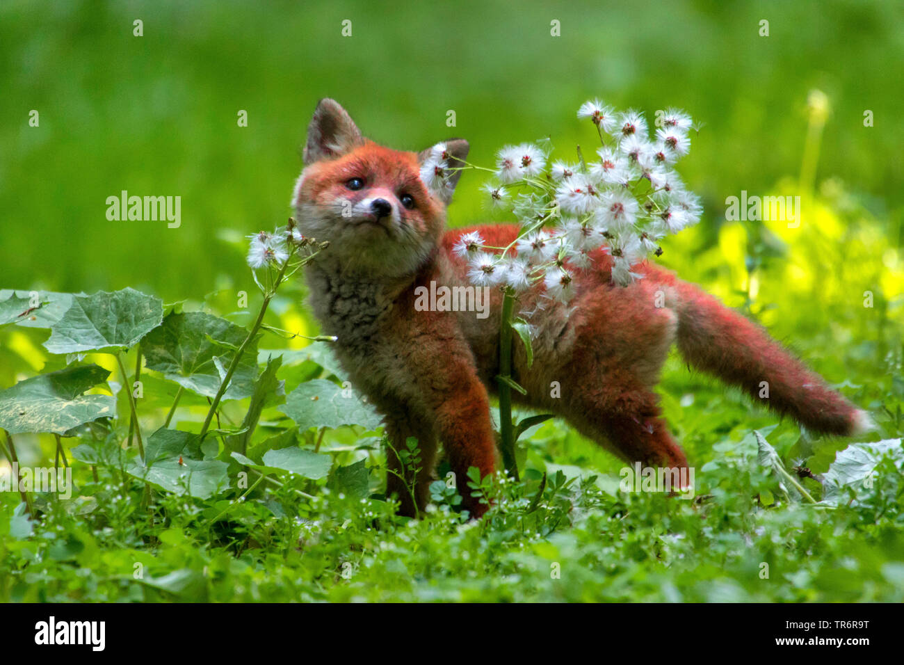 Red Fox (Vulpes vulpes vulpes), Fox cub giocando nella foresta con un fiore , svizzera, Sankt Gallen Foto Stock