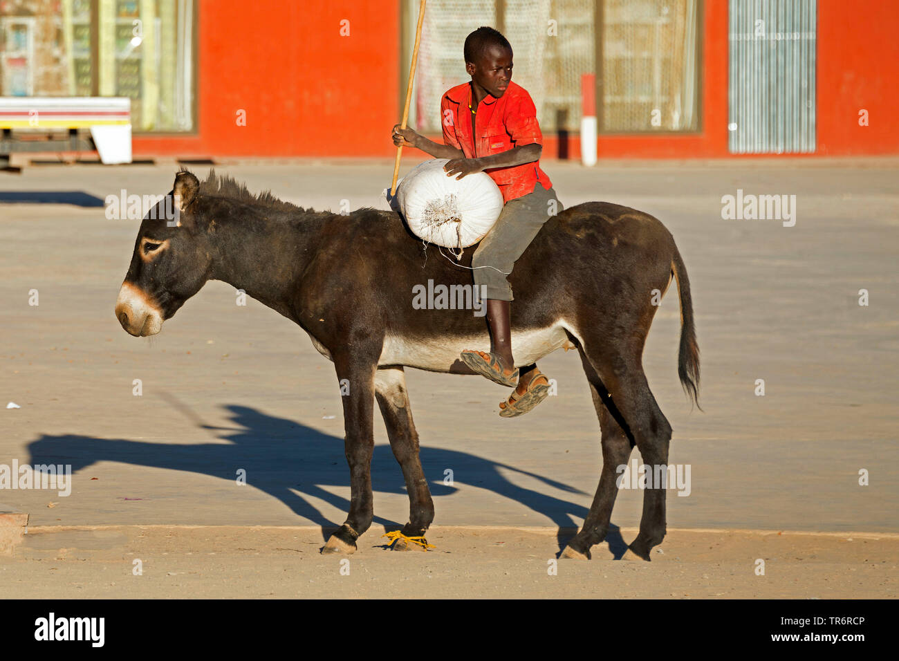 Asino domestico (Equus asinus asinus), ragazzo su un asino trasporta un sacco, Namibia Foto Stock