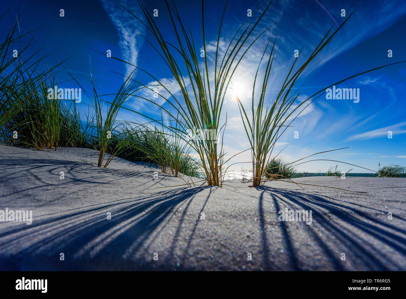 Spiaggia di erba, beachgrass europea, marram erba, psamma, sabbia di mare-reed (Ammophila arenaria), su una duna a vento a luce della sera, Germania, Meclemburgo-Pomerania Occidentale Foto Stock