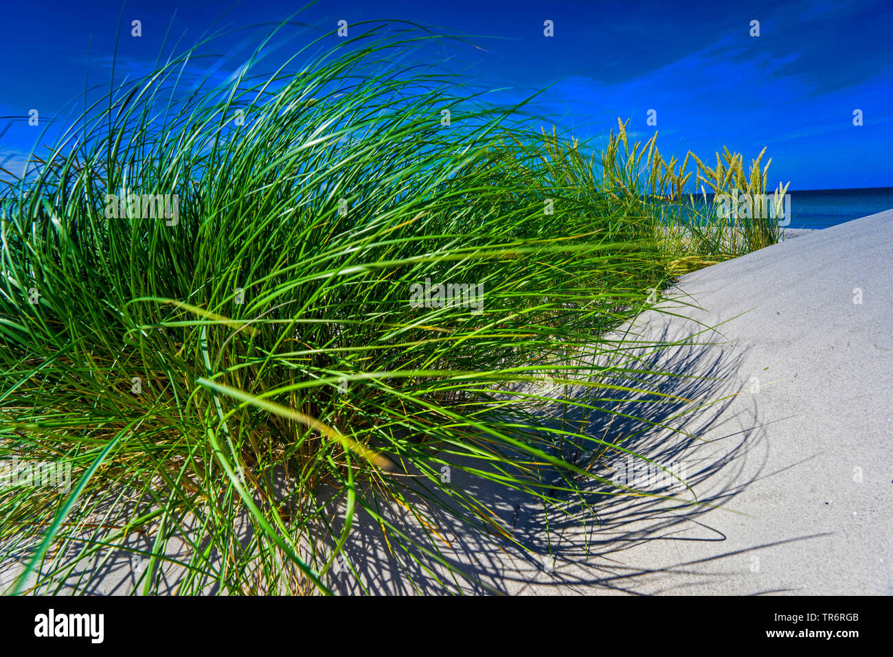 Spiaggia di erba, beachgrass europea, marram erba, psamma, sabbia di mare-reed (Ammophila arenaria), su una duna nel vento, Germania, Meclemburgo-Pomerania Occidentale Foto Stock