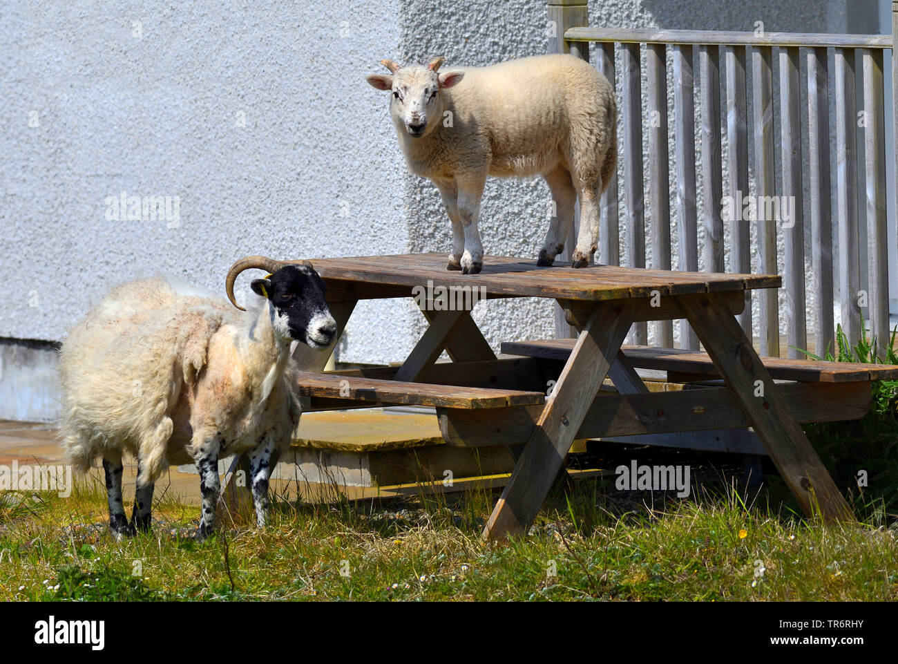 Gli animali domestici delle specie ovina (Ovis ammon f. aries), Pecora in piedi su un tavolo da picnic, Regno Unito, Scozia, North Uist Foto Stock