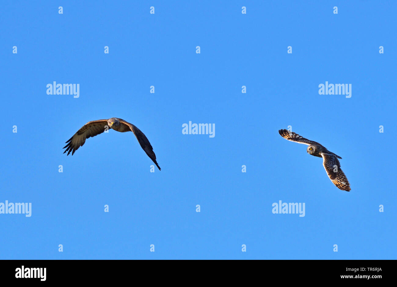 Corto-eared gufo comune (asio flammeus), a caccia di poiana, Regno Unito, Scozia Foto Stock