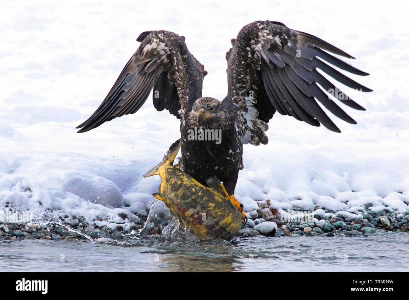 American aquila calva (Haliaeetus leucocephalus), giovani eagle caughts un salmone alla riva del fiume, STATI UNITI D'AMERICA, Alaska, Haines Alaska Fiume Chilkoot Foto Stock