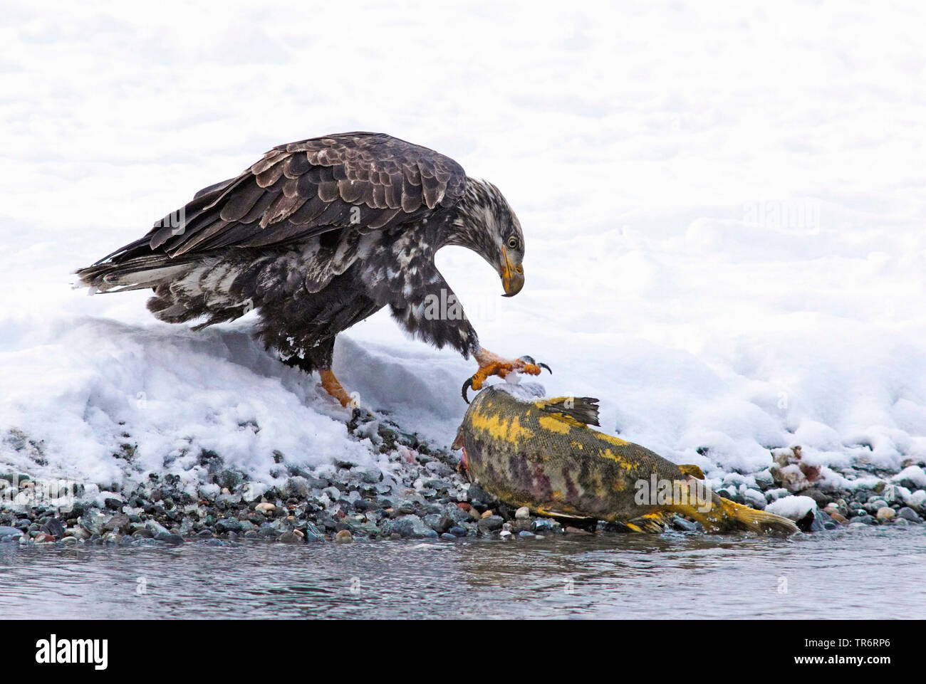 American aquila calva (Haliaeetus leucocephalus), giovani eagle caughts un salmone alla riva del fiume, STATI UNITI D'AMERICA, Alaska, Haines Alaska Fiume Chilkoot Foto Stock