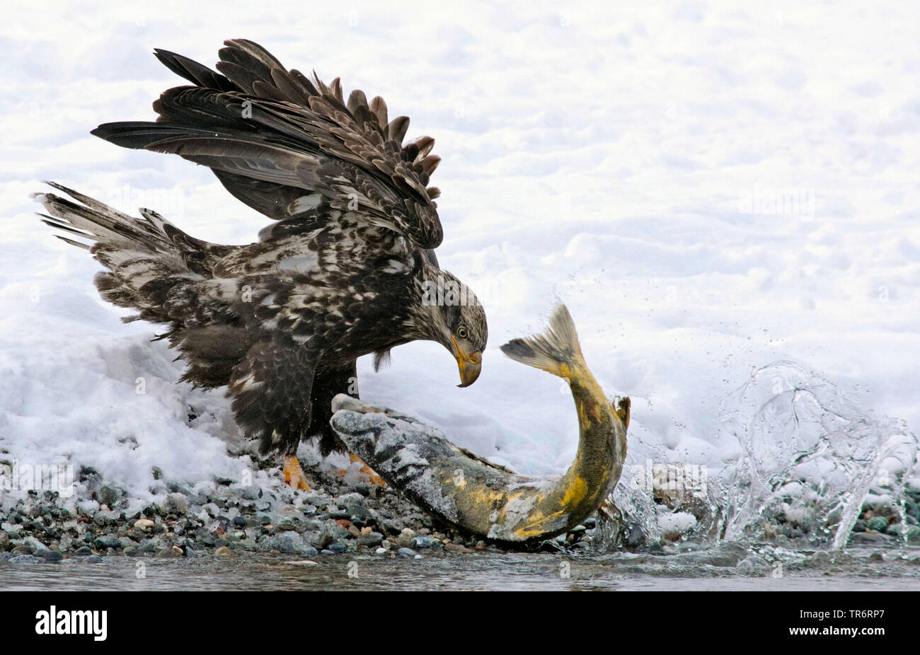 American aquila calva (Haliaeetus leucocephalus), giovani eagle caughts un salmone alla riva del fiume, STATI UNITI D'AMERICA, Alaska, Haines Alaska Fiume Chilkoot Foto Stock