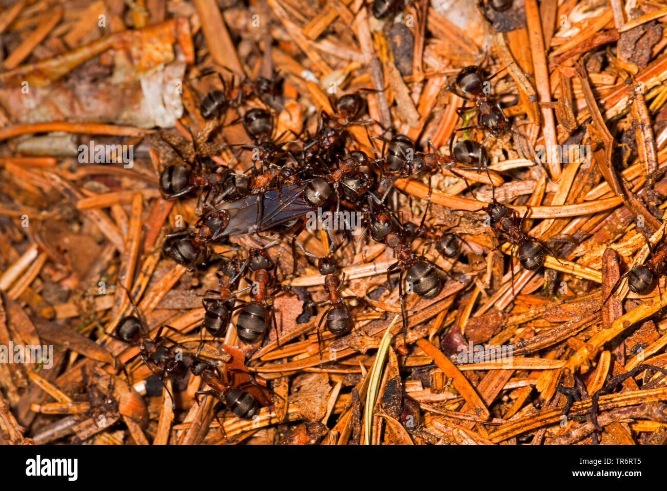 Legno formica (Formica rufa), ant i lavoratori e la giovane regina, in Germania, in Baviera Foto Stock