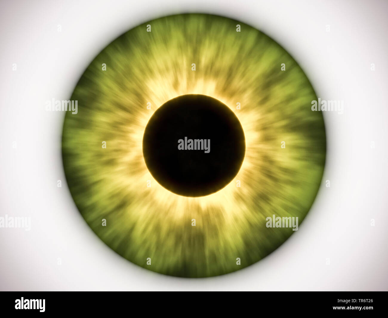 Persone, esseri umani, esseri umani (Homo sapiens sapiens), green Eye ball Foto Stock