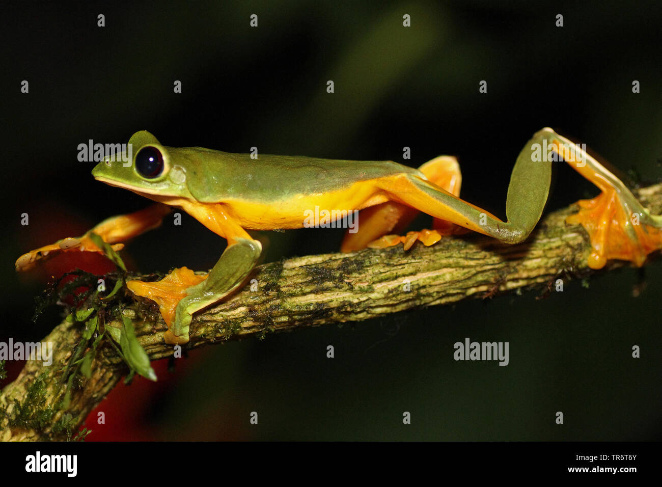 Treefrog deltaplano, parapendio foglia (Rana Agalychnis spurrelli), Costa Rica Foto Stock