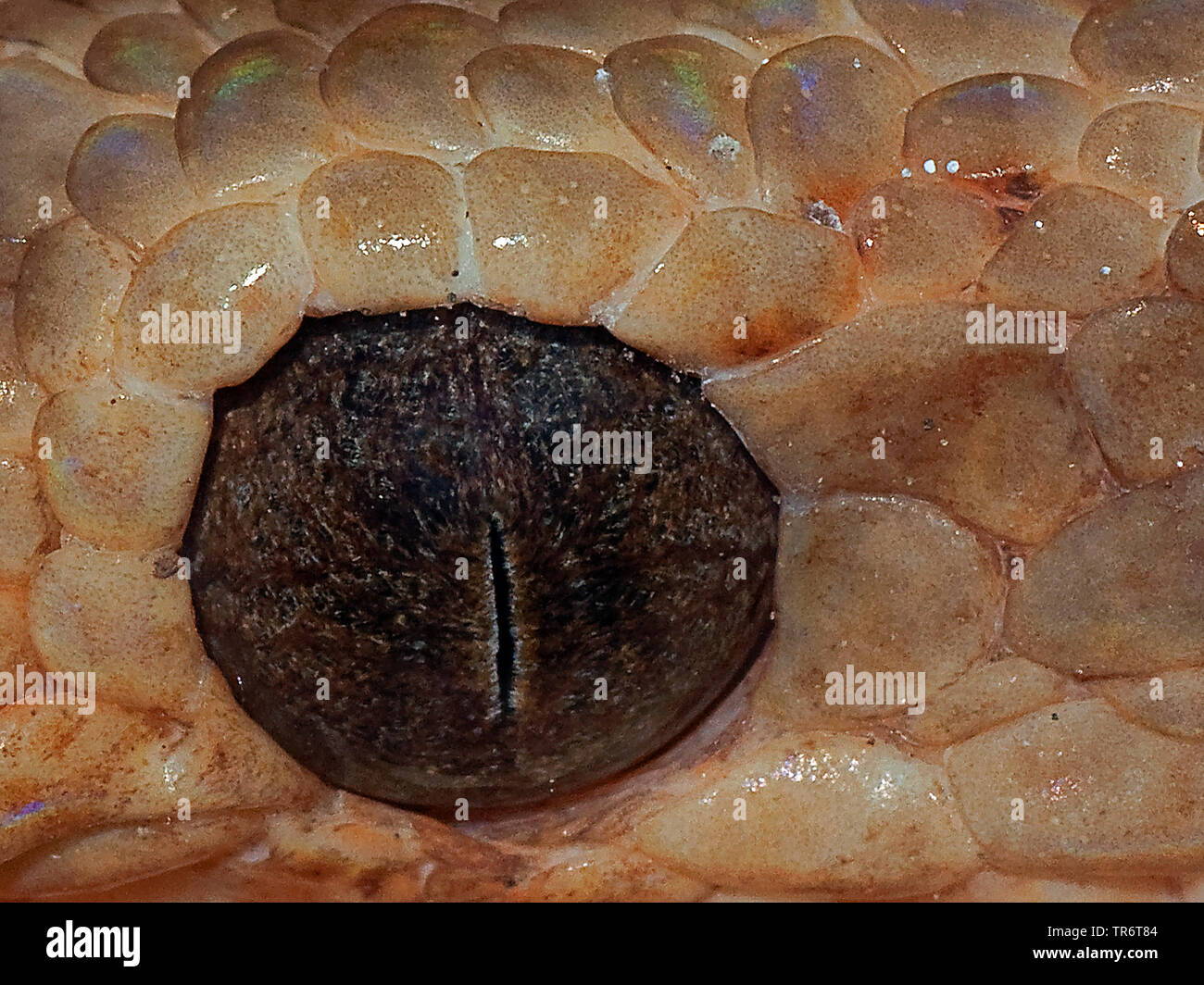 Albero Giardino boa, cuoco della struttura di boa, Amazon tree boa (Corallus enydris, Corallus hortulanus), occhio, Costa Rica Foto Stock