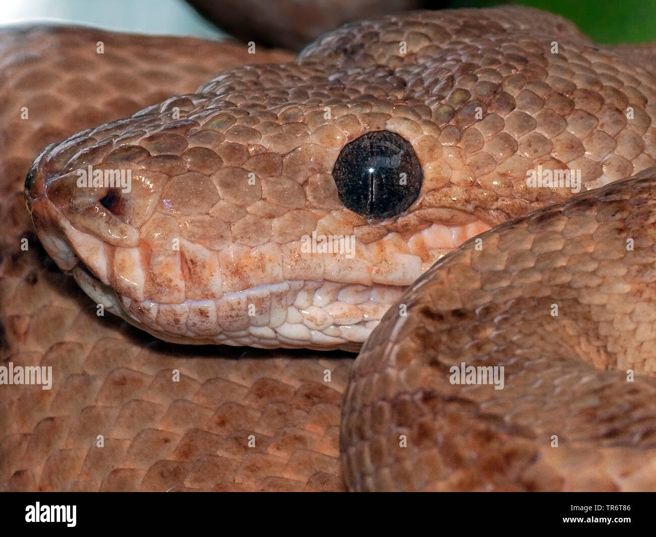 Albero Giardino boa, cuoco della struttura di boa, Amazon tree boa (Corallus enydris, Corallus hortulanus), Costa Rica Foto Stock
