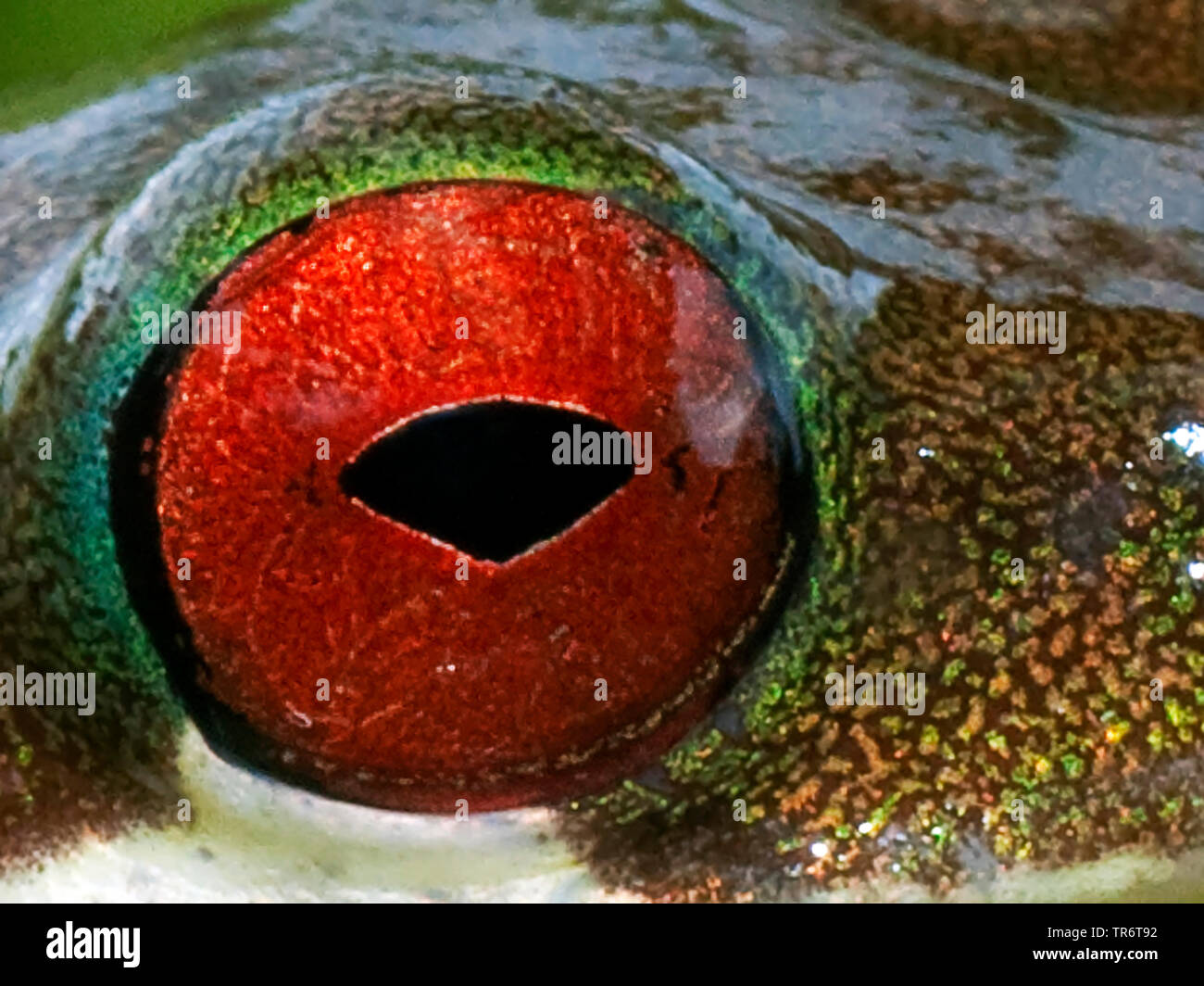 Rufous-eyed brook frog (Duellmanohyla rufioculis), occhio, Costa Rica Foto Stock