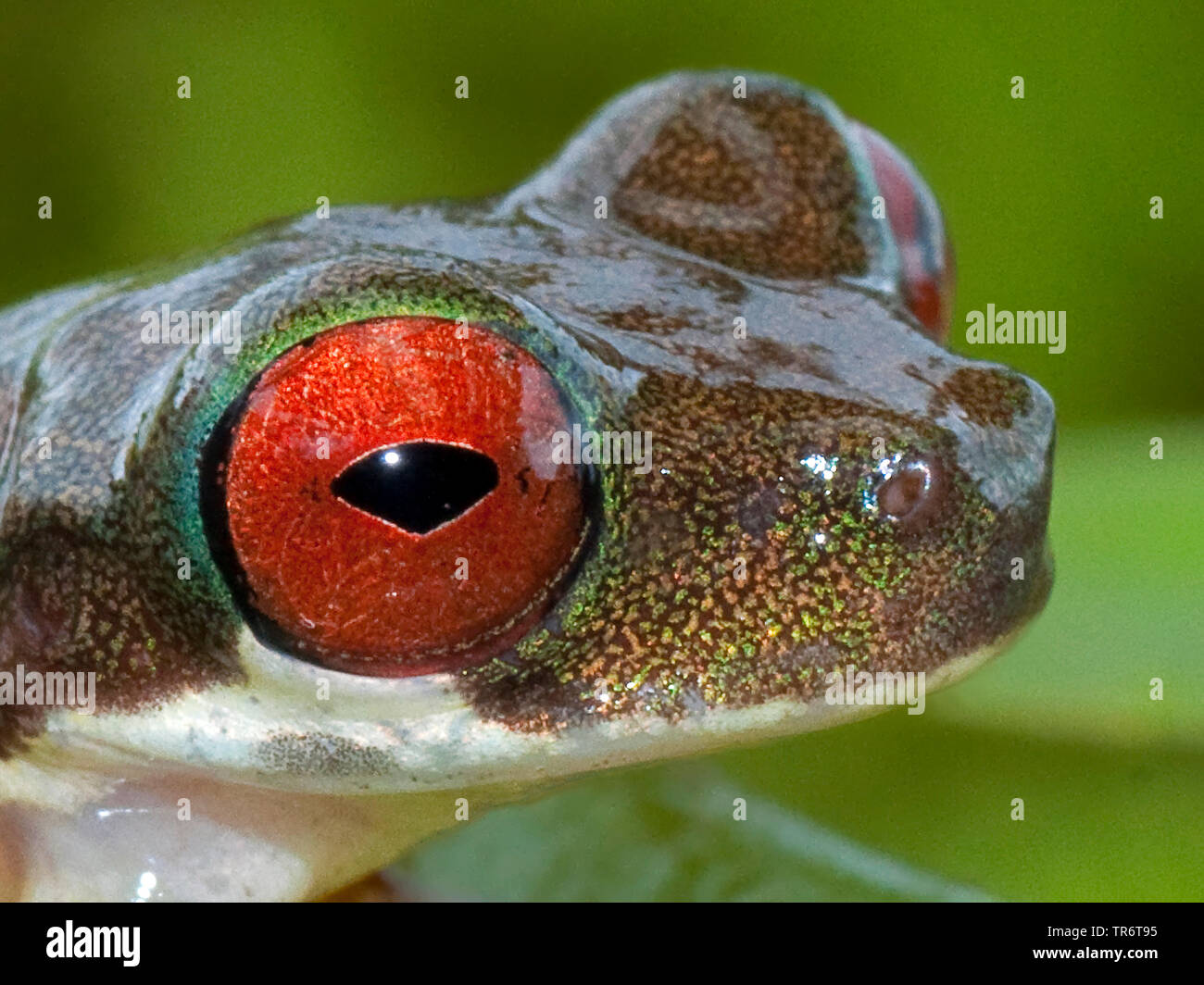 Rufous-eyed brook frog (Duellmanohyla rufioculis), Costa Rica Foto Stock