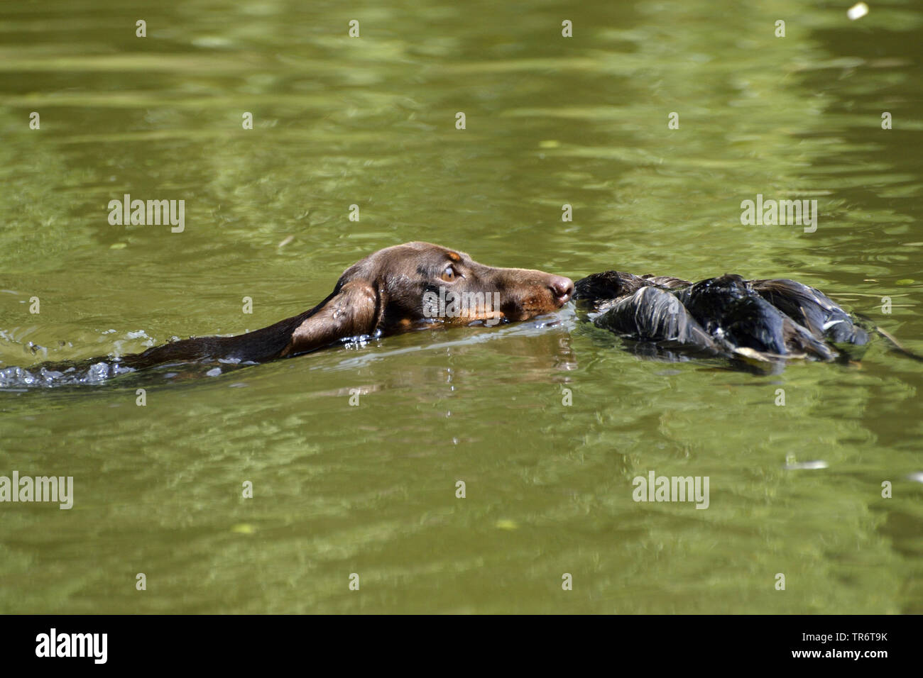 A pelo corto Bassotto a pelo corto salsiccia cane, cane domestico (Canis lupus f. familiaris), il nuoto e il recupero di un anatra, Germania Foto Stock