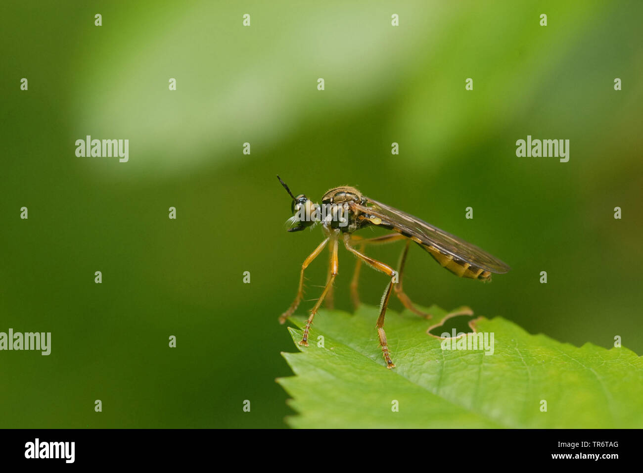 Piccolo giallo-gambe Robber Fly (Dioctria lineari), Paesi Bassi Foto Stock