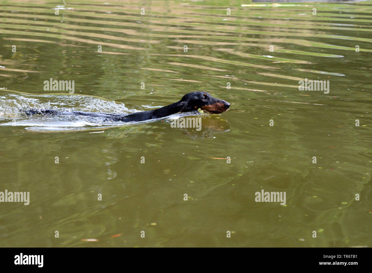 A pelo corto Bassotto a pelo corto salsiccia cane, cane domestico (Canis lupus f. familiaris), nuoto nel lago, Germania Foto Stock