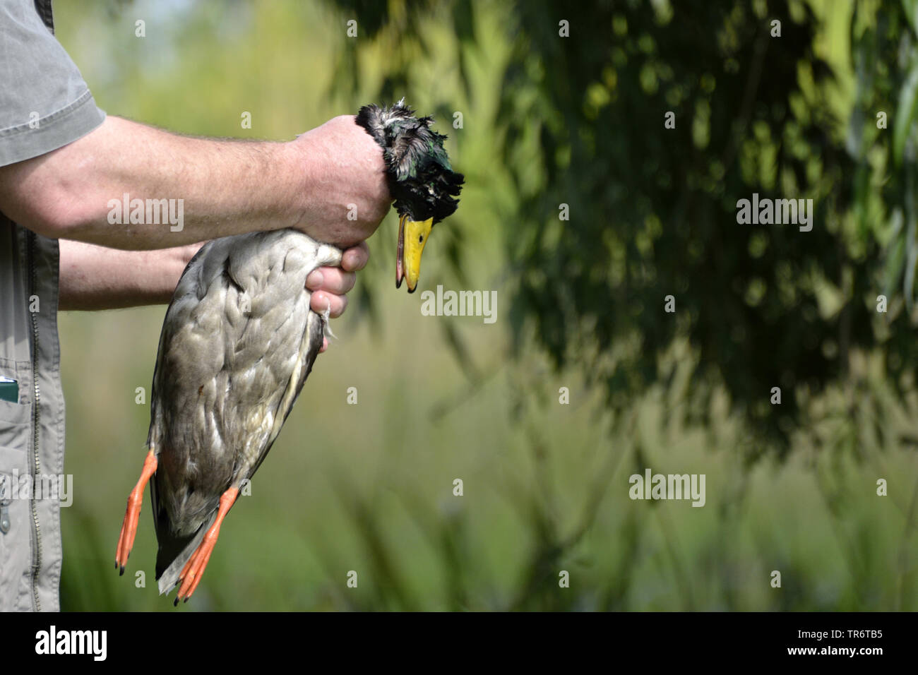 Il germano reale (Anas platyrhynchos), cacciatore tenendo un colpo wet duck, Germania Foto Stock