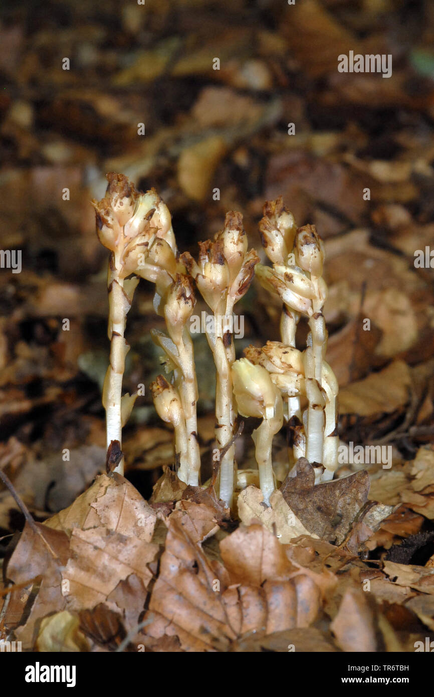 Falso gocce di faggio, giallo bird's-nest, pinesap (Monotropa hypopitys), Germania Foto Stock