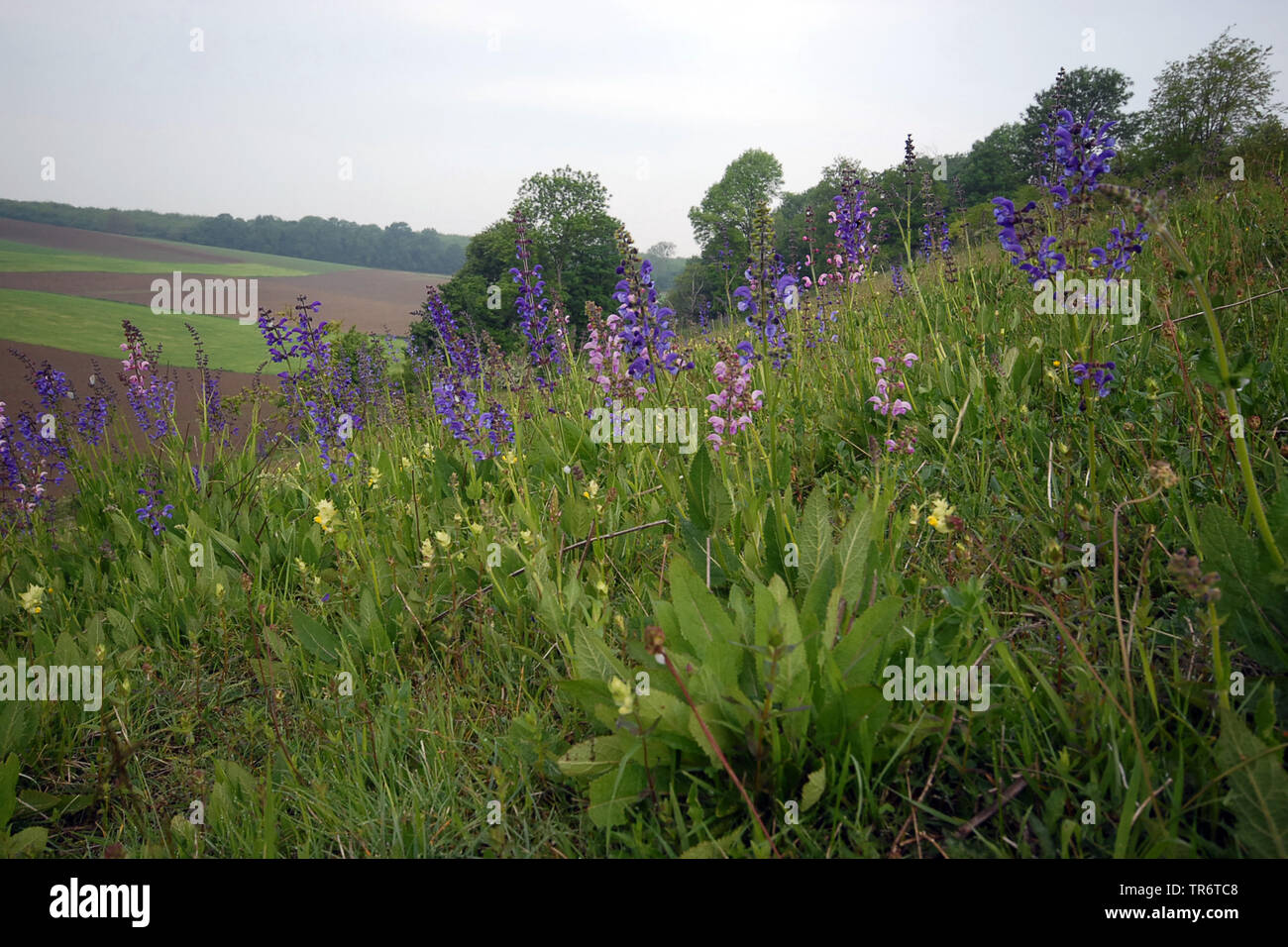 Meadow clary, prato salvia (Salvia pratensis), Paesi Bassi Foto Stock