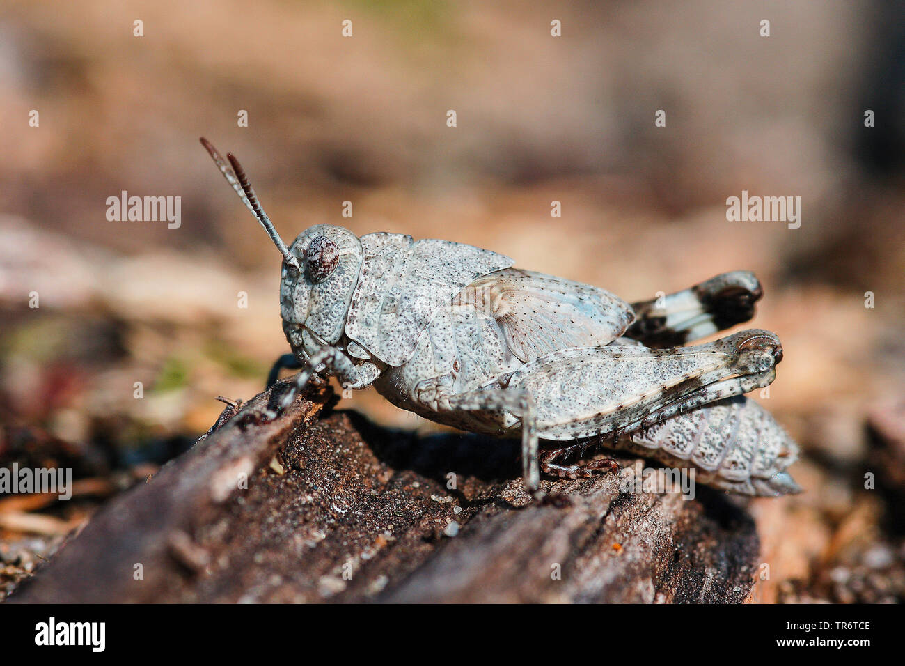 Blu-winged grasshopper (Oedipoda coerulescens, Oedipoda caerulescens), Germania Foto Stock