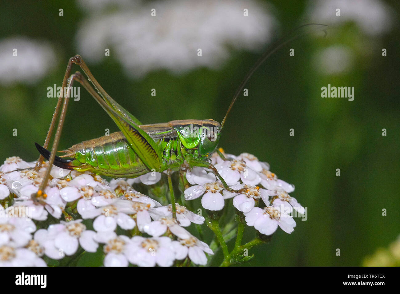 La Roesel bushcricket (Metrioptera roeselii), Paesi Bassi Foto Stock