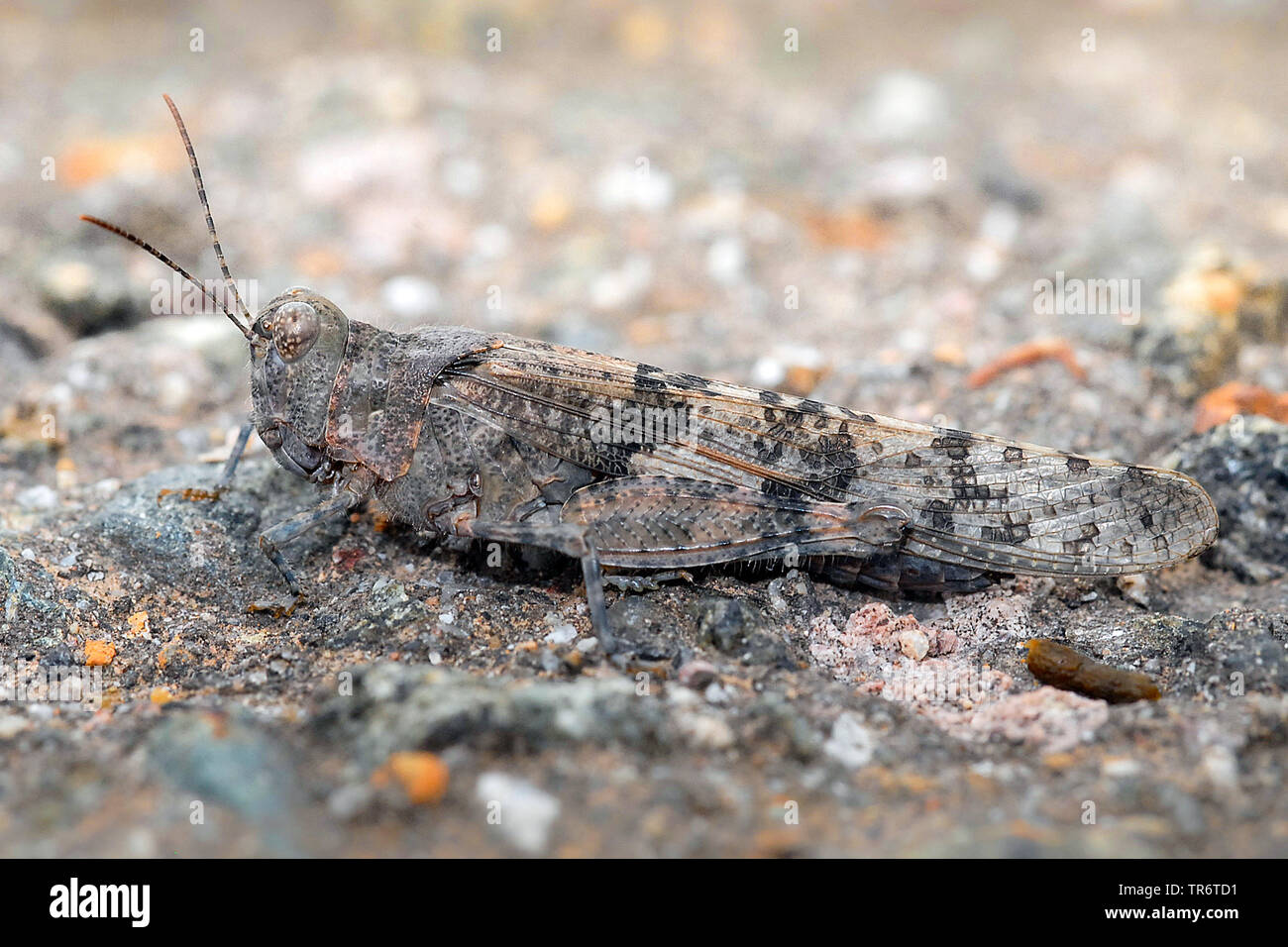 Snello blue winged grasshopper, snello Blu-winged Grasshopper, Blu-winged locust (Sphingonotus caerulans), Paesi Bassi Foto Stock