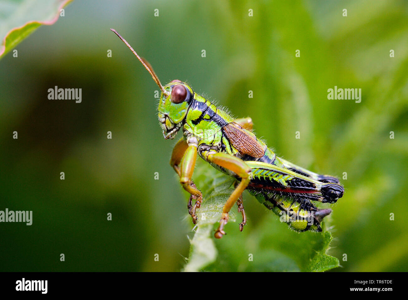 Montagna Verde Grasshopper, alpino mountain locust (Miramella alpina, Podisma alpina, Kisella alpina), copulazione, Austria Foto Stock