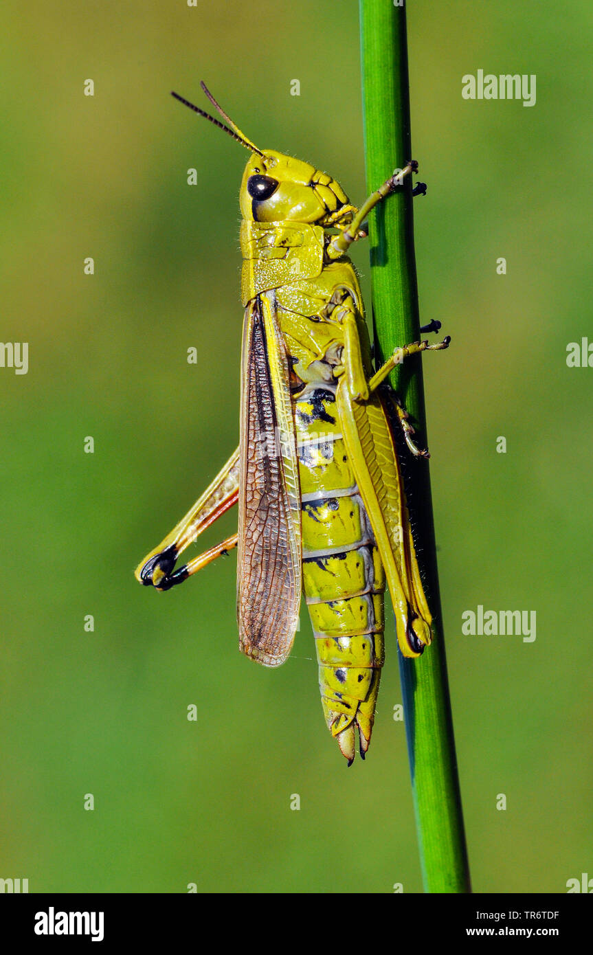 Vasta palude grasshopper (Mecostethus grossus, Stethophyma grossum), Paesi Bassi Foto Stock