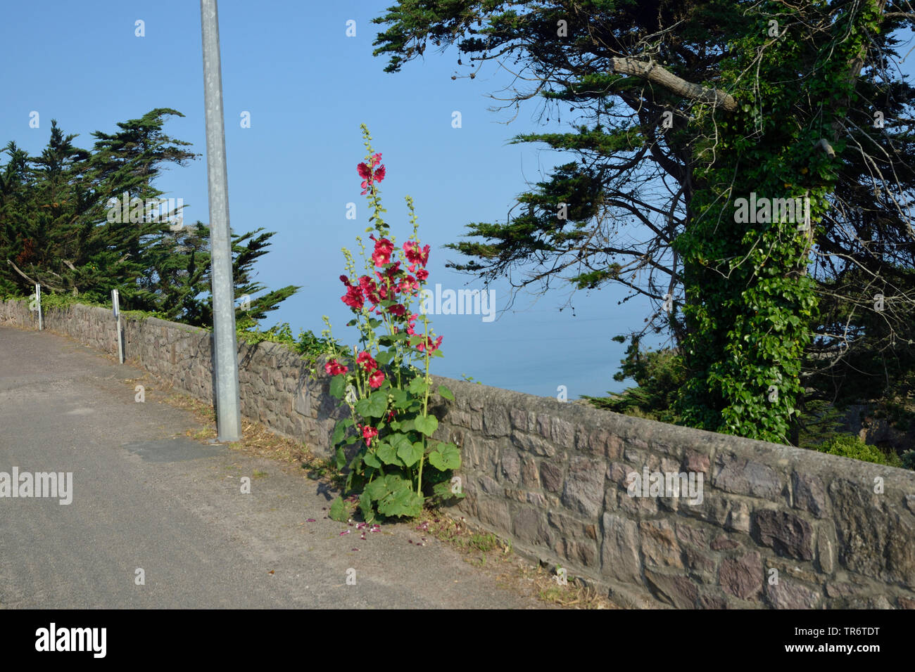 Hollyhock (Alcea rosea, Althaea rosea), con fiori rossi in corrispondenza di una parete di pietra sul ciglio della strada, Francia Bretagna, Erquy Foto Stock