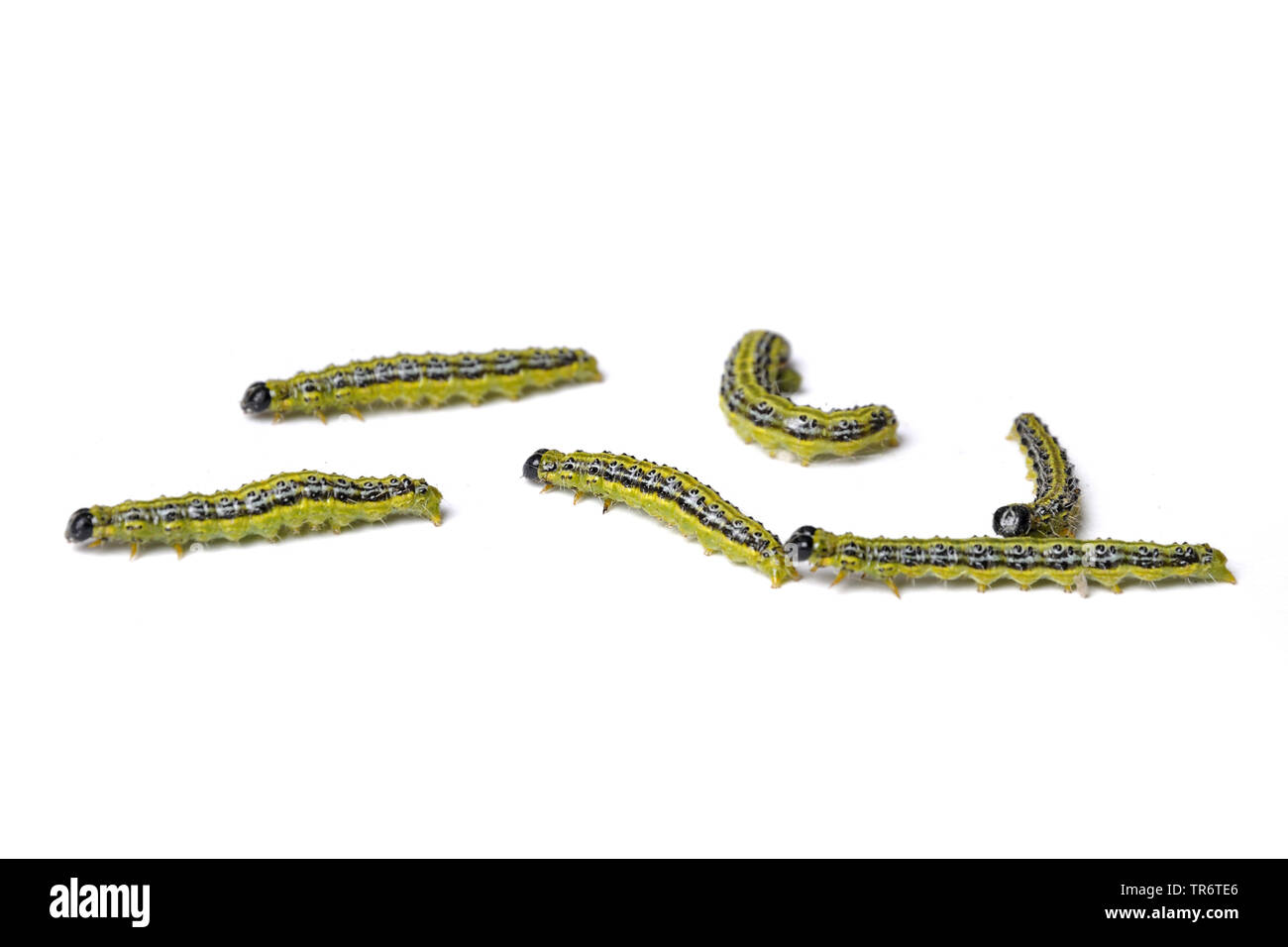 Struttura di scatola di Tarma (Glyphodes perspectalis, Cydalima perspectalis, Phacellura advenalis, Neoglyphodes perspectalis), Adulto bruchi, in Germania, in Renania settentrionale-Vestfalia Foto Stock